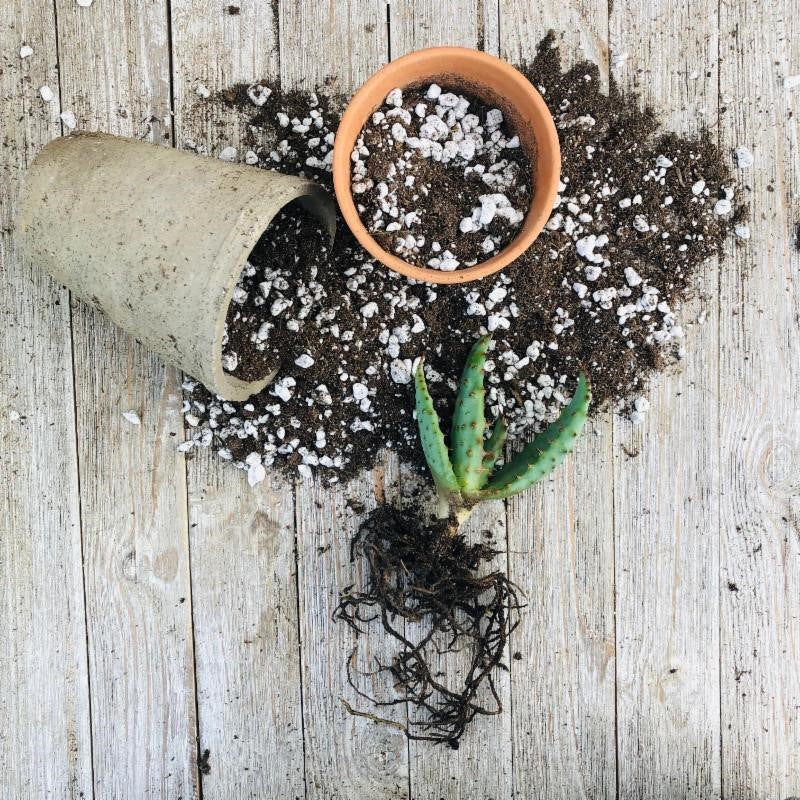 How to Transplant Succulents  Planet Desert