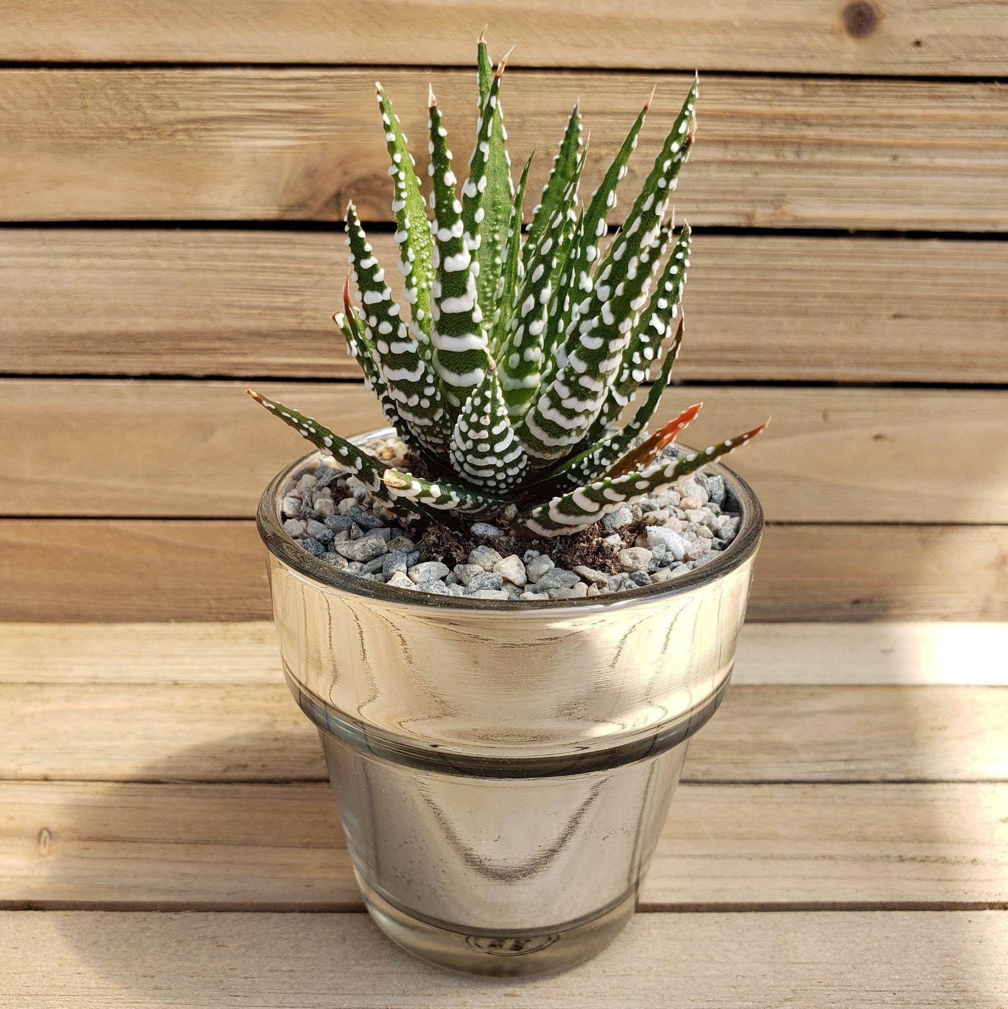 Make This Inexpensive And Modern Outdoor DIY Succulent Planter