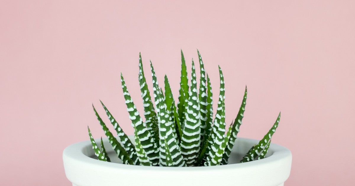 Best Online Succulents: Winter Care Tips For Succulents and Cacti  Planet  Desert