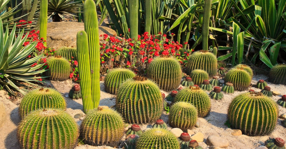 Online Succulent: Plant Suggestions For Beginner and Pro Plant Owners   Planet Desert