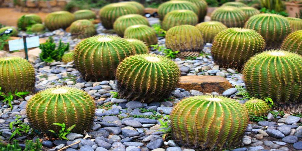 Barrel Cactus Varieties - Everything You Need to Know!