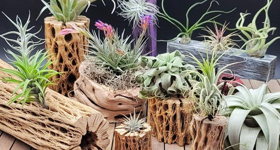 5 Ways to Display Your Air Plants  Air plants diy, Hanging air plants, Air  plants