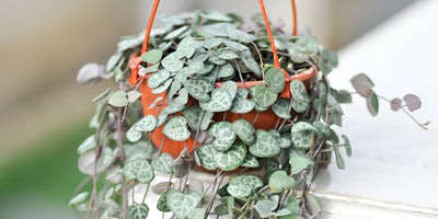 String of Hearts Plant - How to Care & Grow