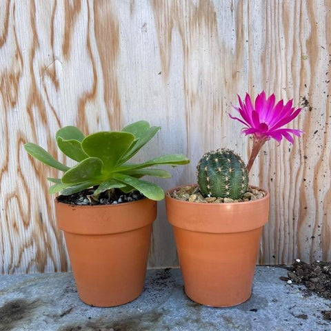 Succulents vs. Cacti: What's the Difference? - Planet Desert