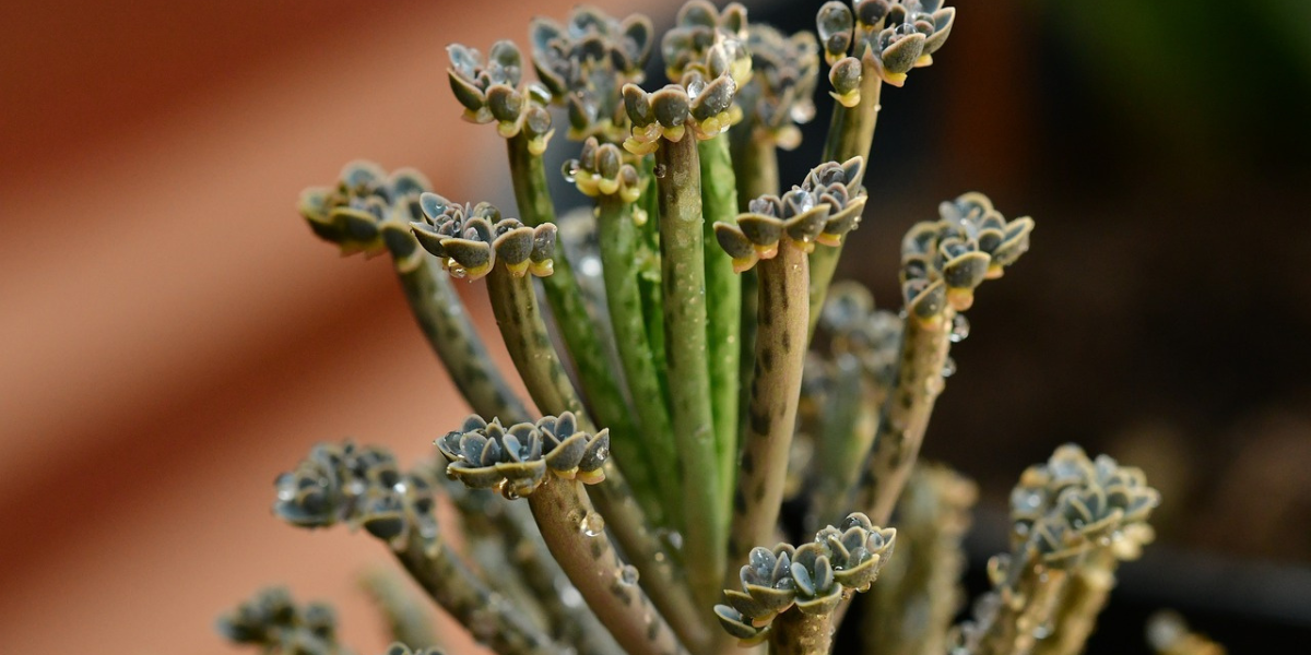 Mother of Millions Plants, How to Grow & Care