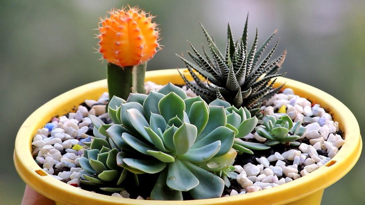 Small & Large Pot, Set Of 2 Flower Pots, Mini Succulent Cactus