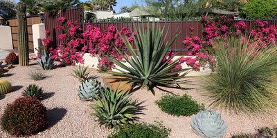 Xeriscaping Guide – Landscaping with Drought Tolerant & Resistant Plants