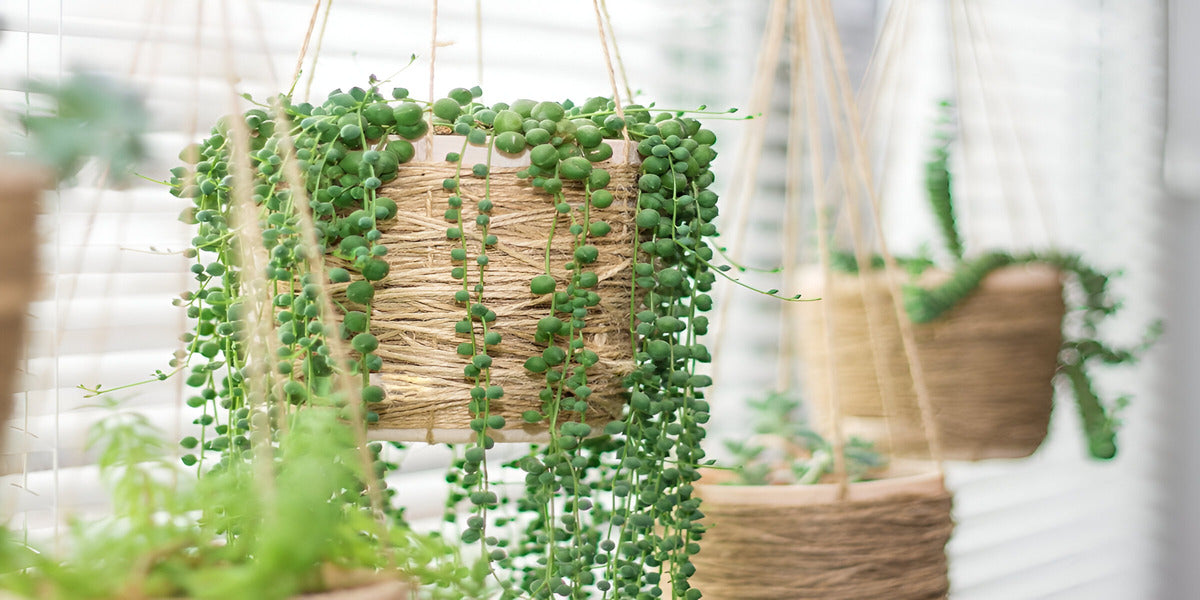 Easy Way How To Propagate String Of Pearls Succulent Plant 