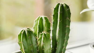 1 Mini Cactus Succulents Cacti in Pot Easy Care Evergreen Foliage Indoor  Plant 
