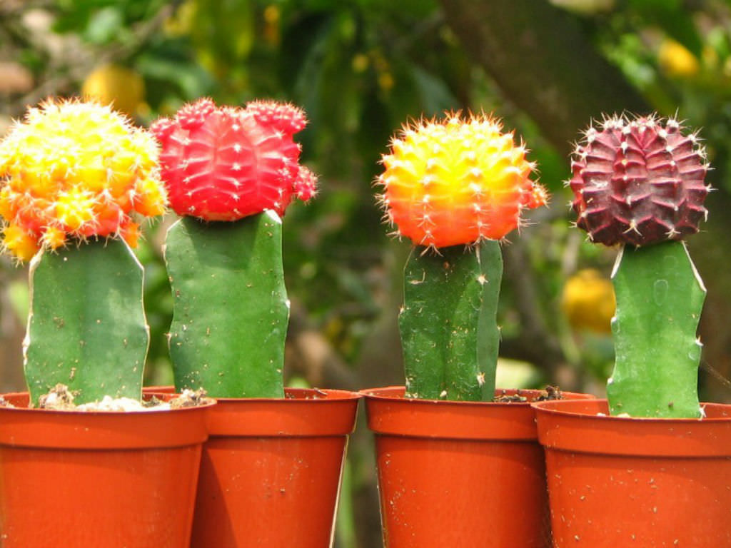 Grafted Cactus Category