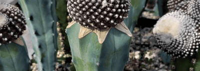 Grafted Cactus Category
