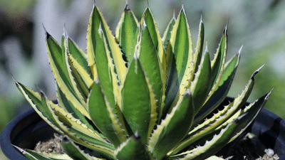 Terriccio Cactus & succulente Spilly cactus