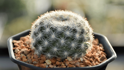 Terreau cactées et plantes grasses Compo Undergreen Cactus Love 2,5L
