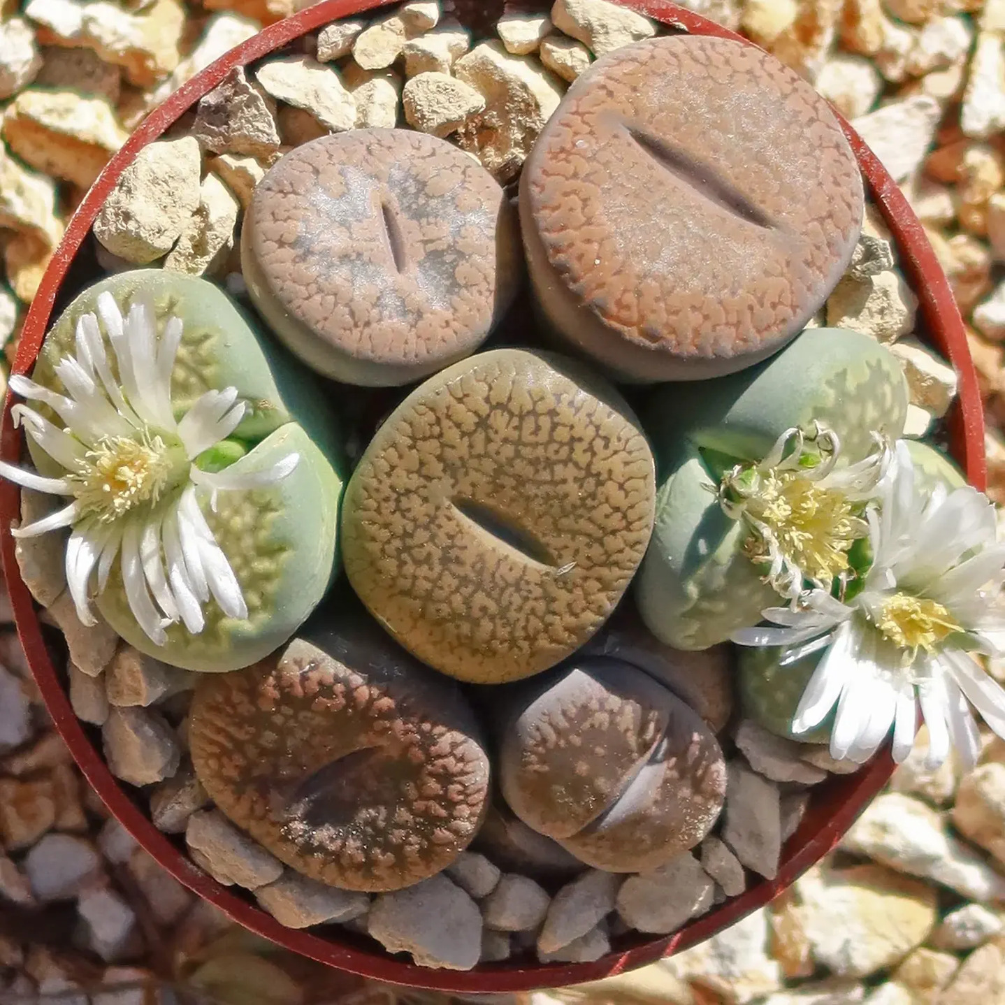 25 LITHOP PLANTS! lithop aucampiae live succulent hotsell plants- exact ones shown