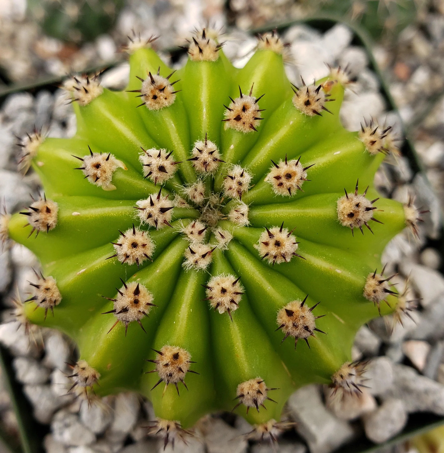 300 Semi Di Cactus MIX Echinopsis Ibridi - Piante Grasse Da Interno/esterno, Sempreverdi Resistenti