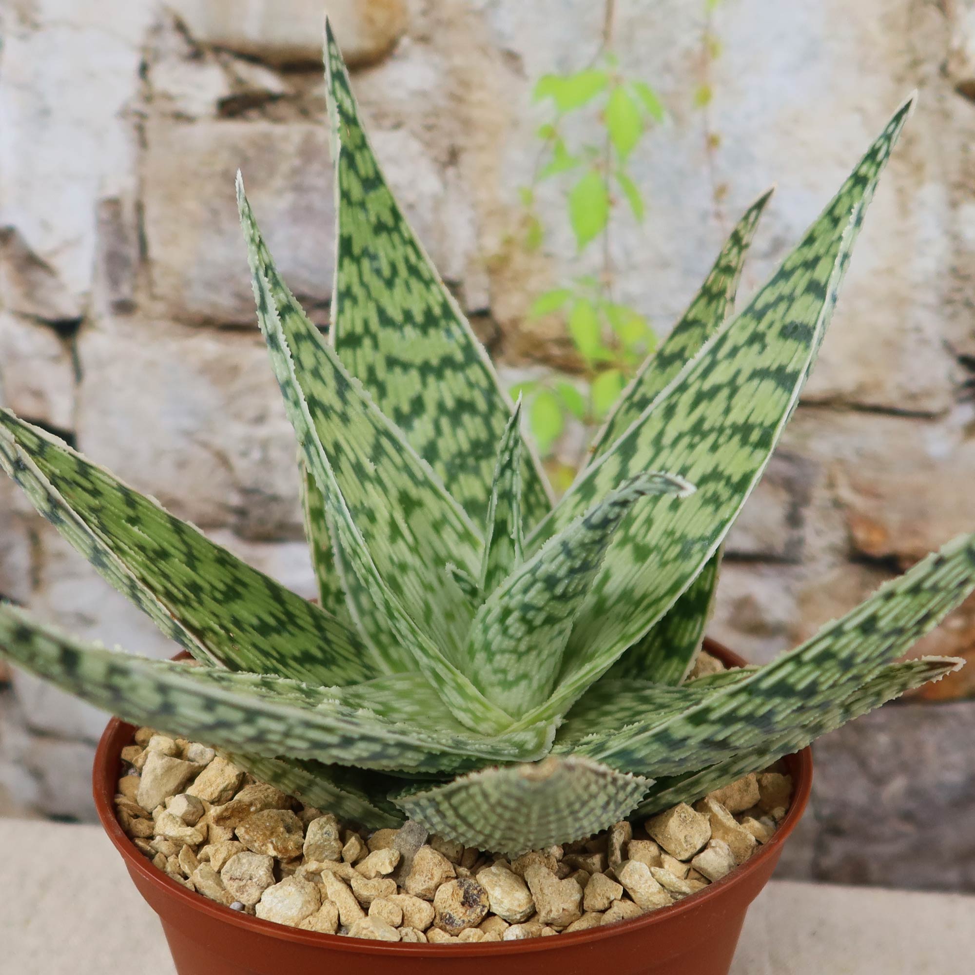 lighting for aloe vera plants Aloe ‘Delta Lights’