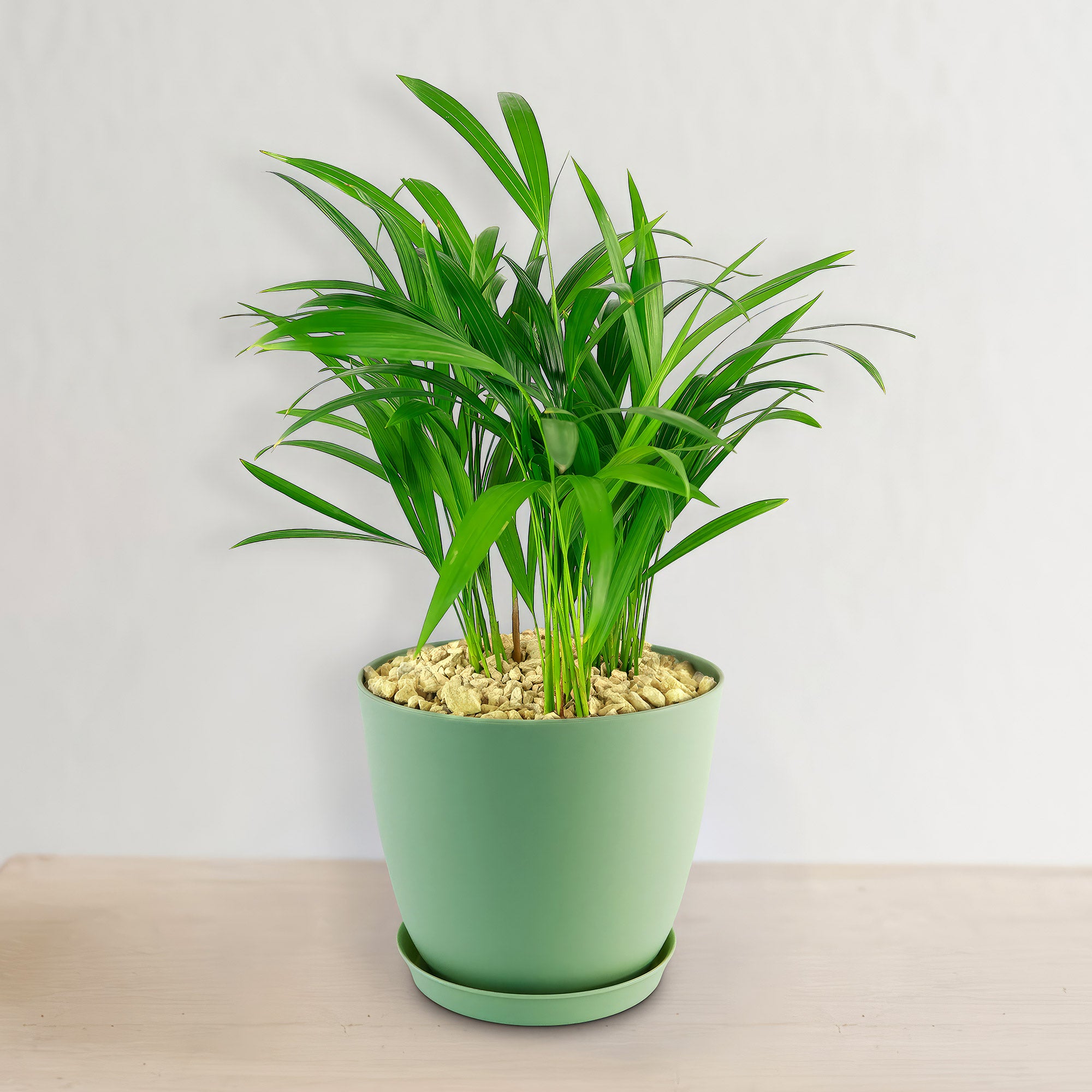 the little botanical extra large areca palm plant & basket Areca Palm ‘Dypsis lutescens’ 2 Gal. / Black / No Pot