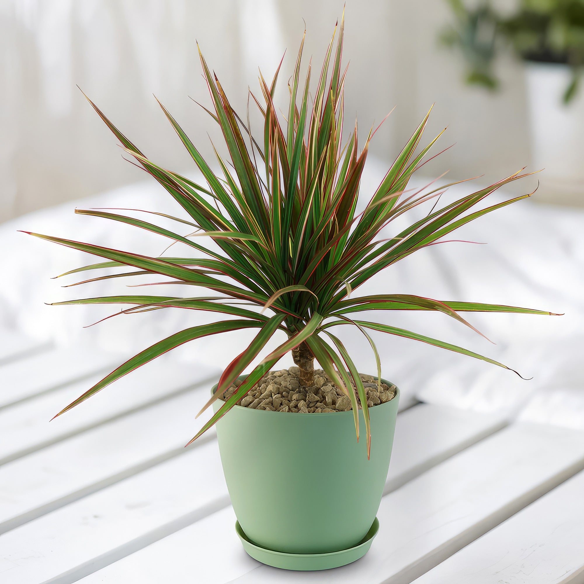 green and white dracaena Bicolor Dragon Tree