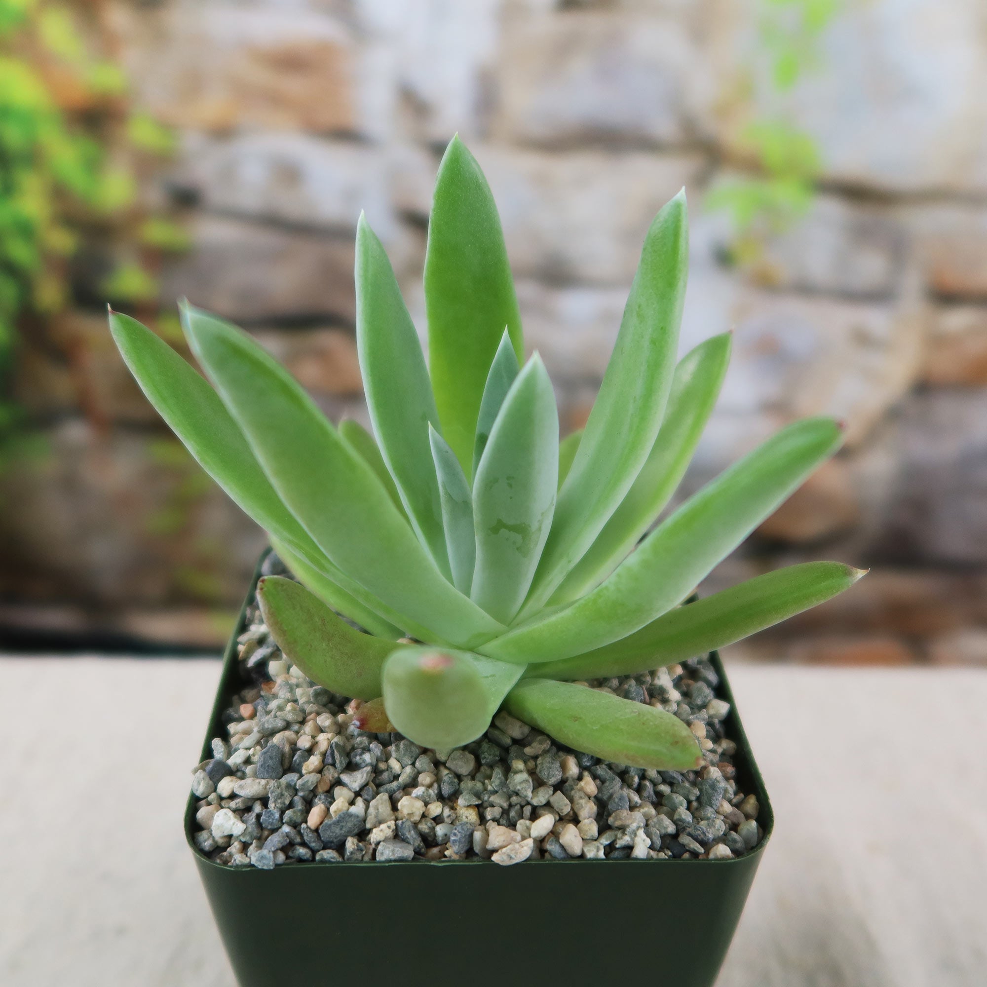 tall thin succulent plant Dudleya candida