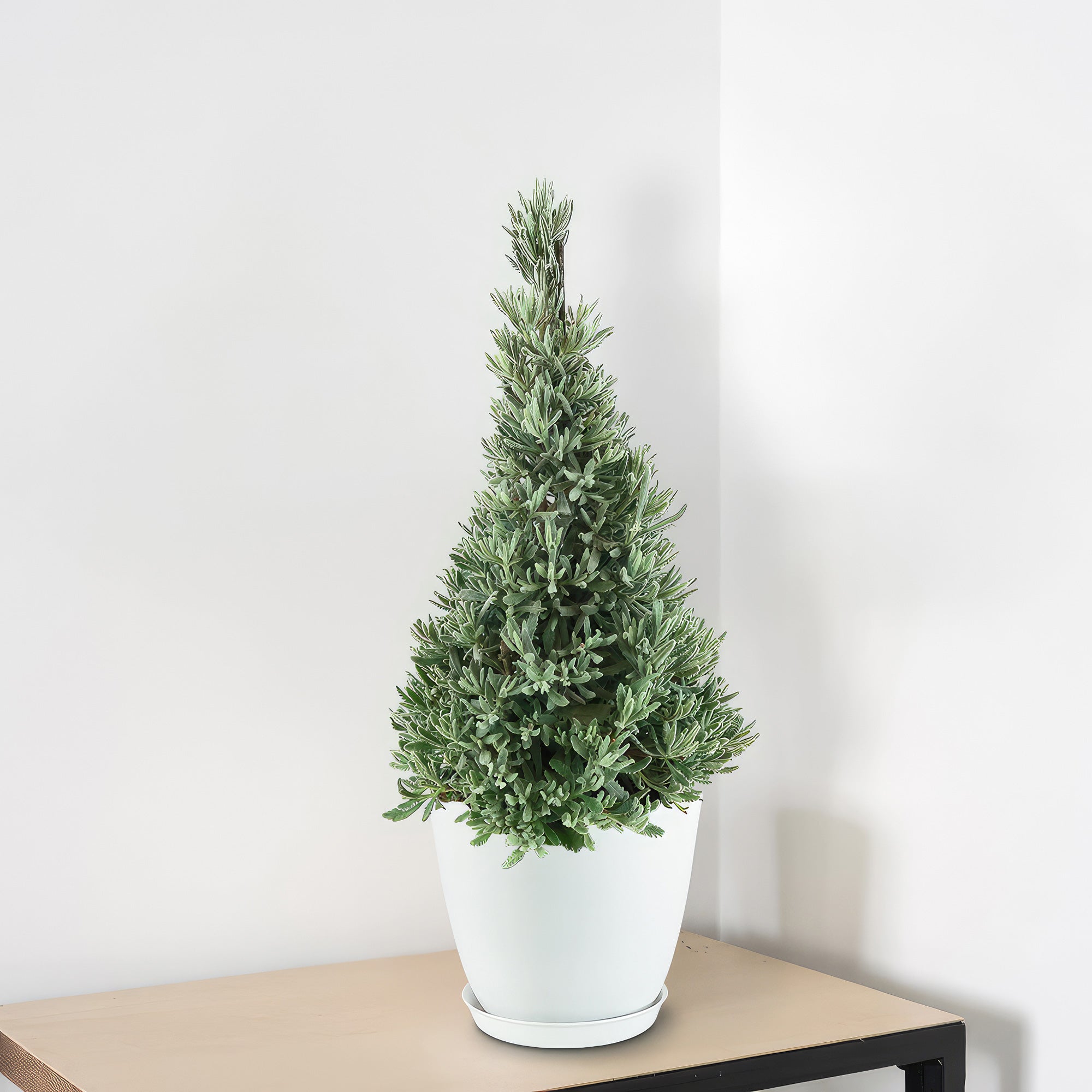 lavender tree vs plant Lavender Christmas Tree
