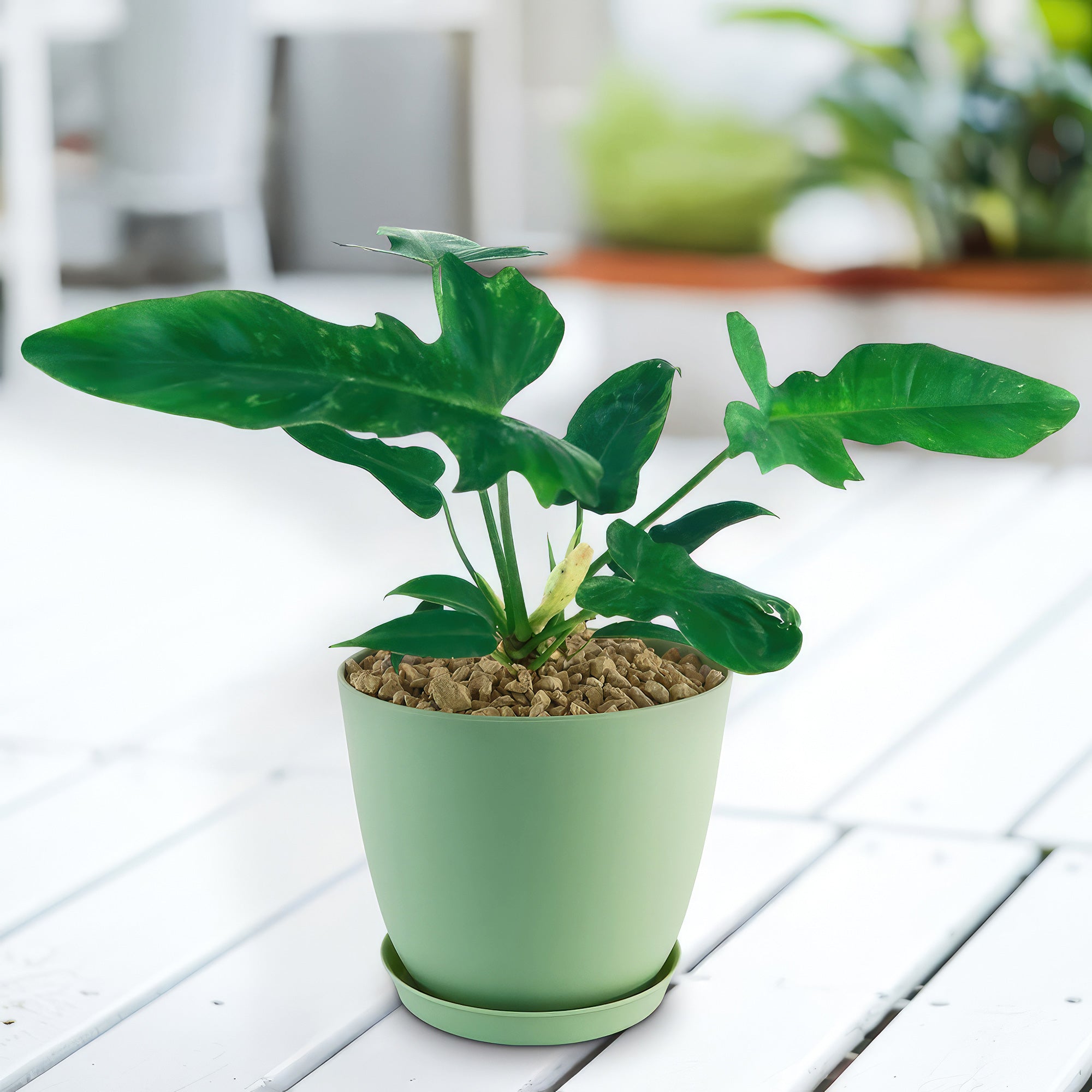 philodendron zone 9 Golden Dragon 'Philodendron' 6" Pot / Light Green / Without Pot