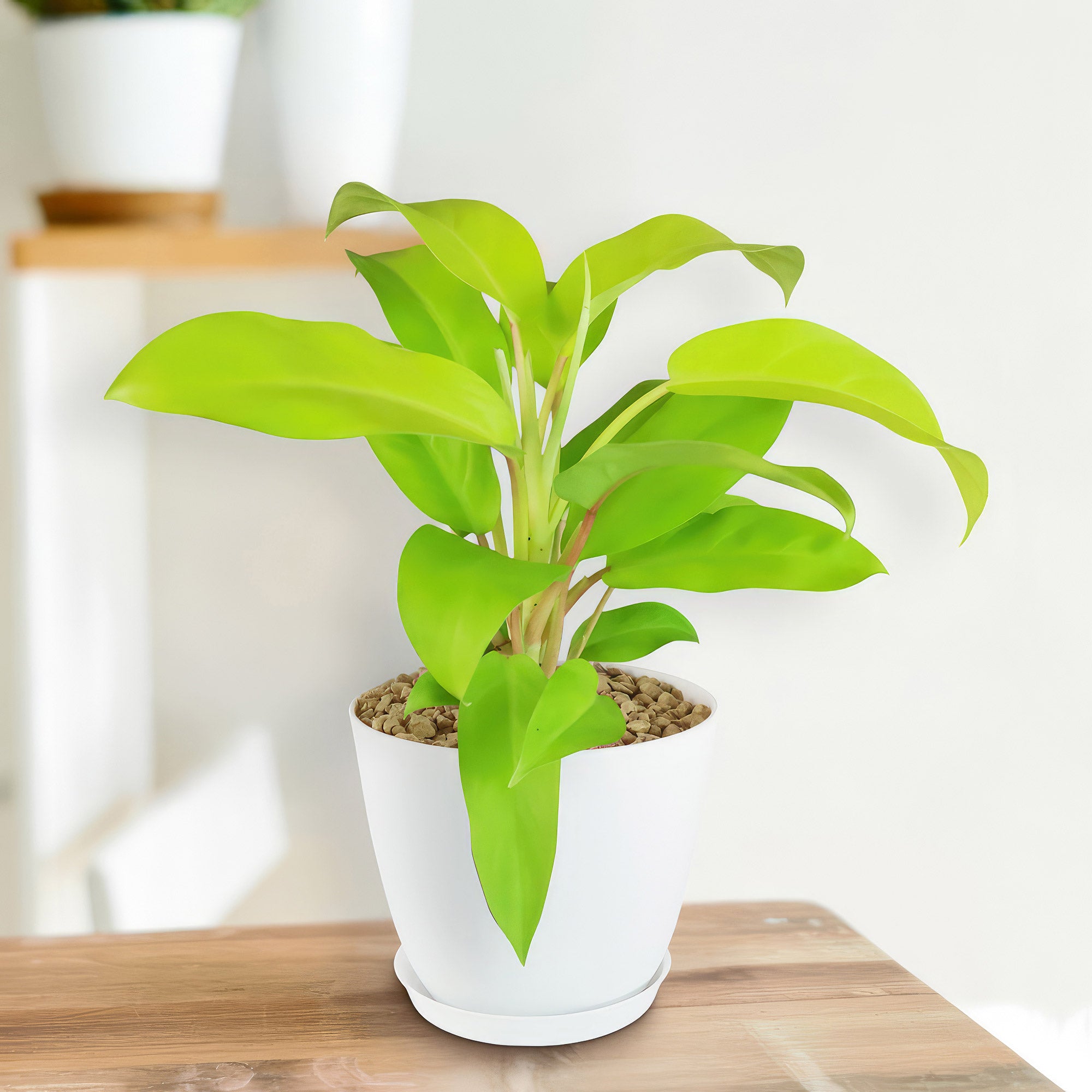 golden goddess philodendron scientific name ‘Golden Goddess’ Philodendron 6" Pot / Teal / Without Pot