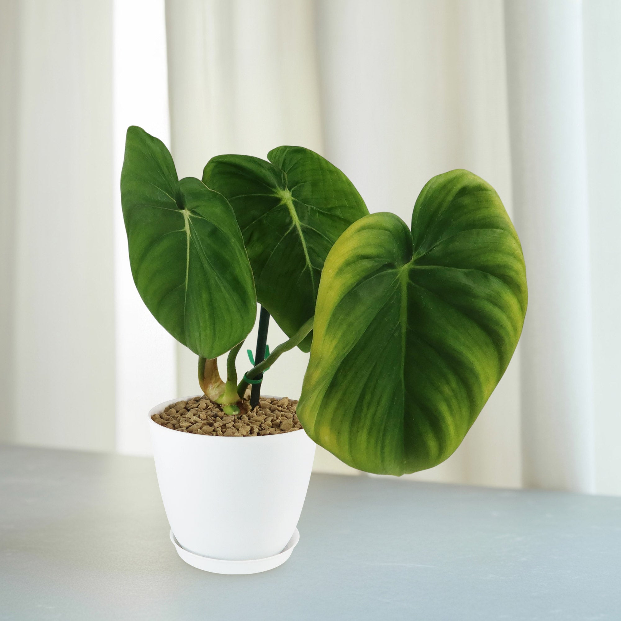 large philodendron Shop 'Philodendron Mcdowell' Care & Growing Guide