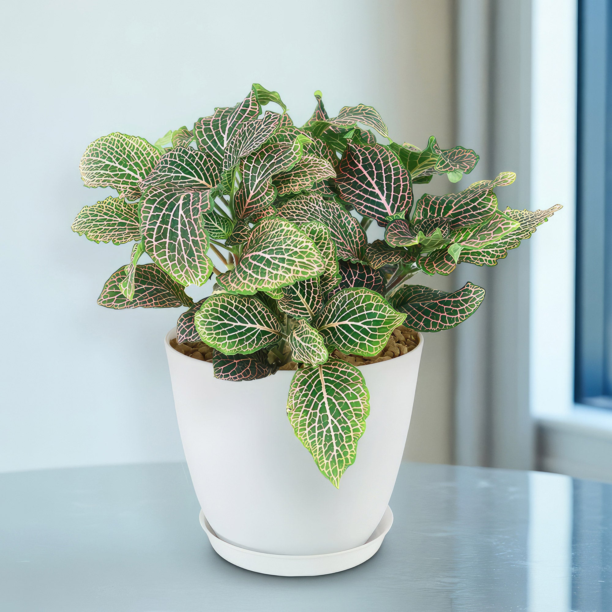 green plant in white pot Pink Nerve Plant – Fittonia albivenis ‘Pink’ 2 Gal. / Self Watering / Without Pot