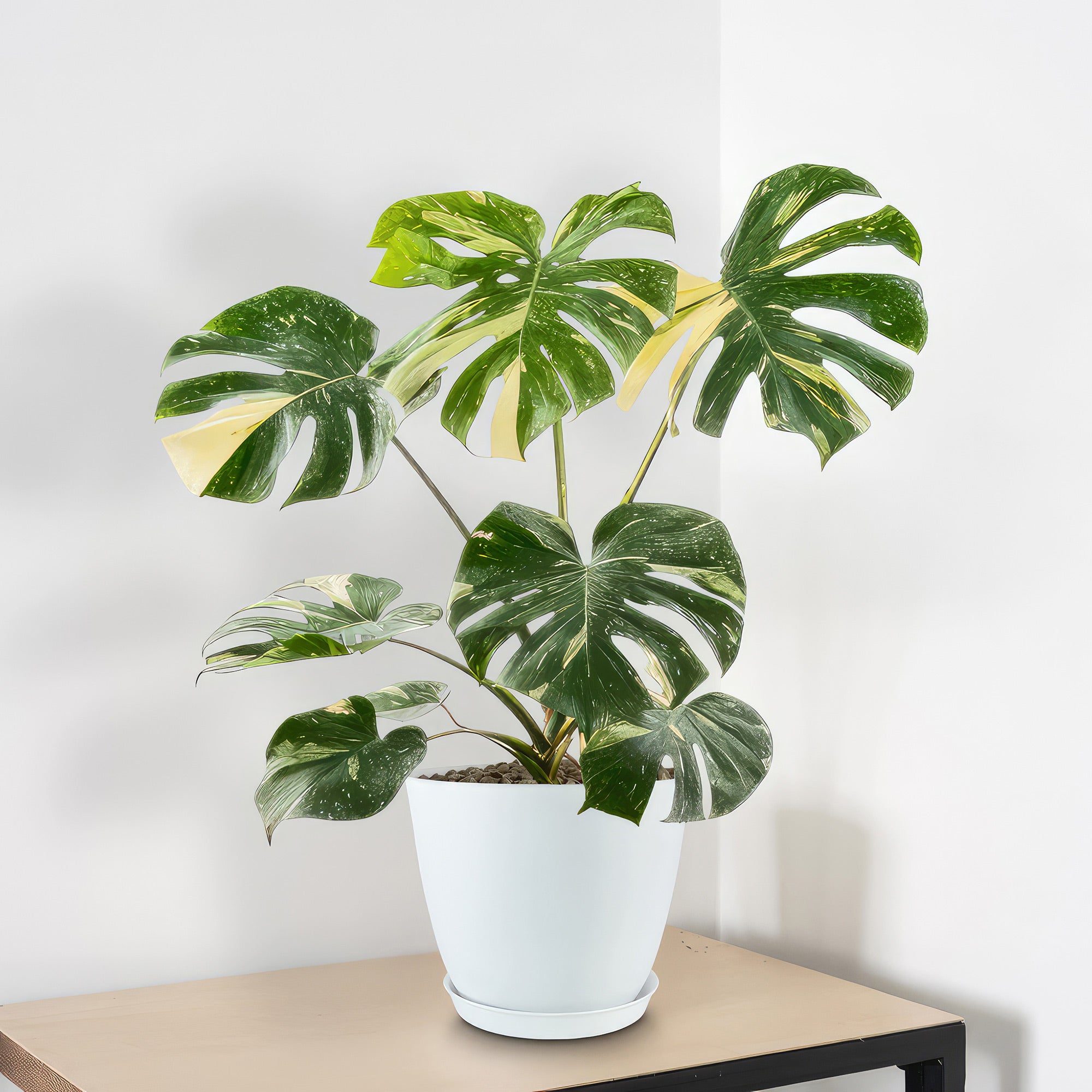 thai constellation monstera Shop 'Thai Constellation Monstera' Care & Growing Guide