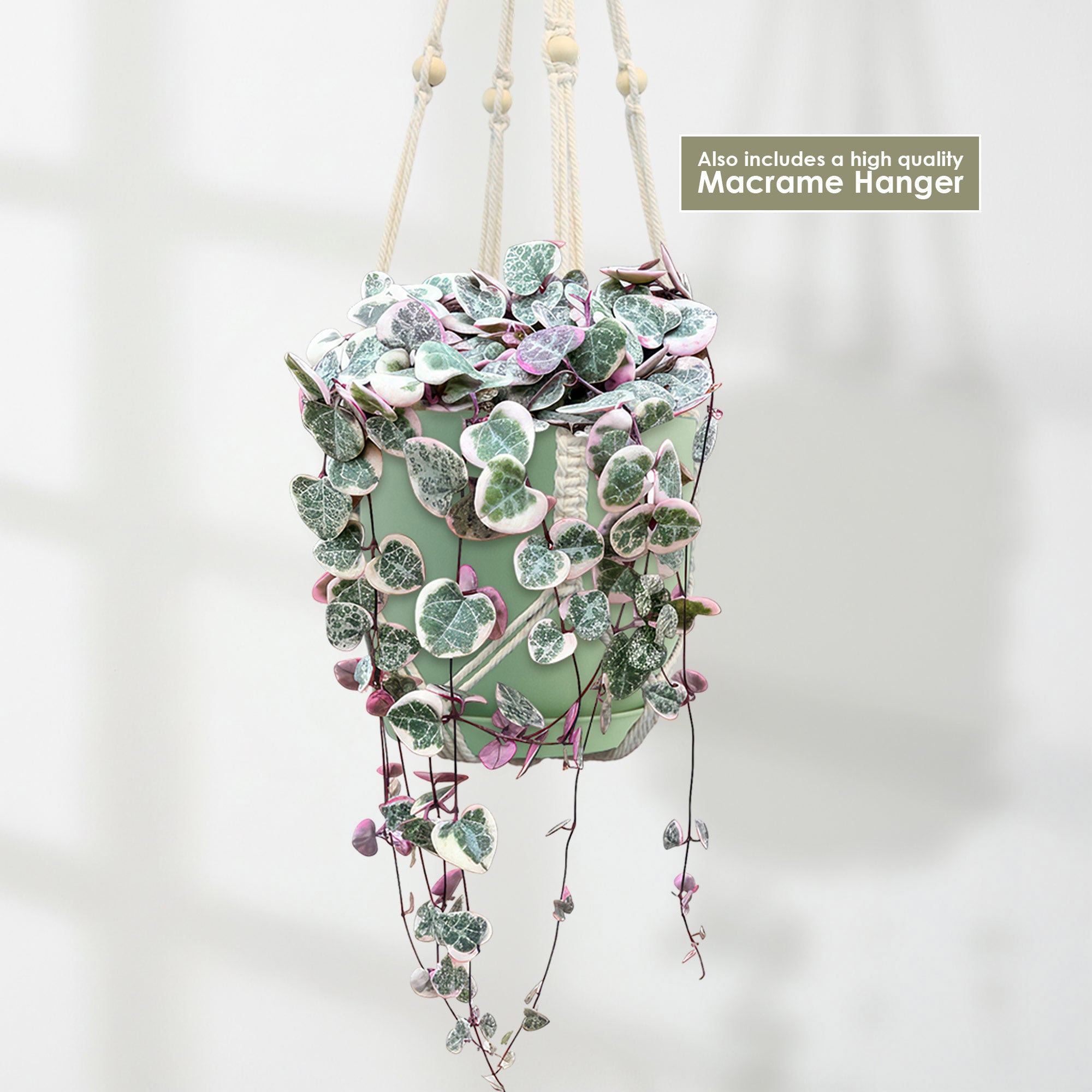 macrame heart plant hanger Shop 'Variegated String of Hearts 'Ceropegia Woodii Variegata' Care & Growing Guide