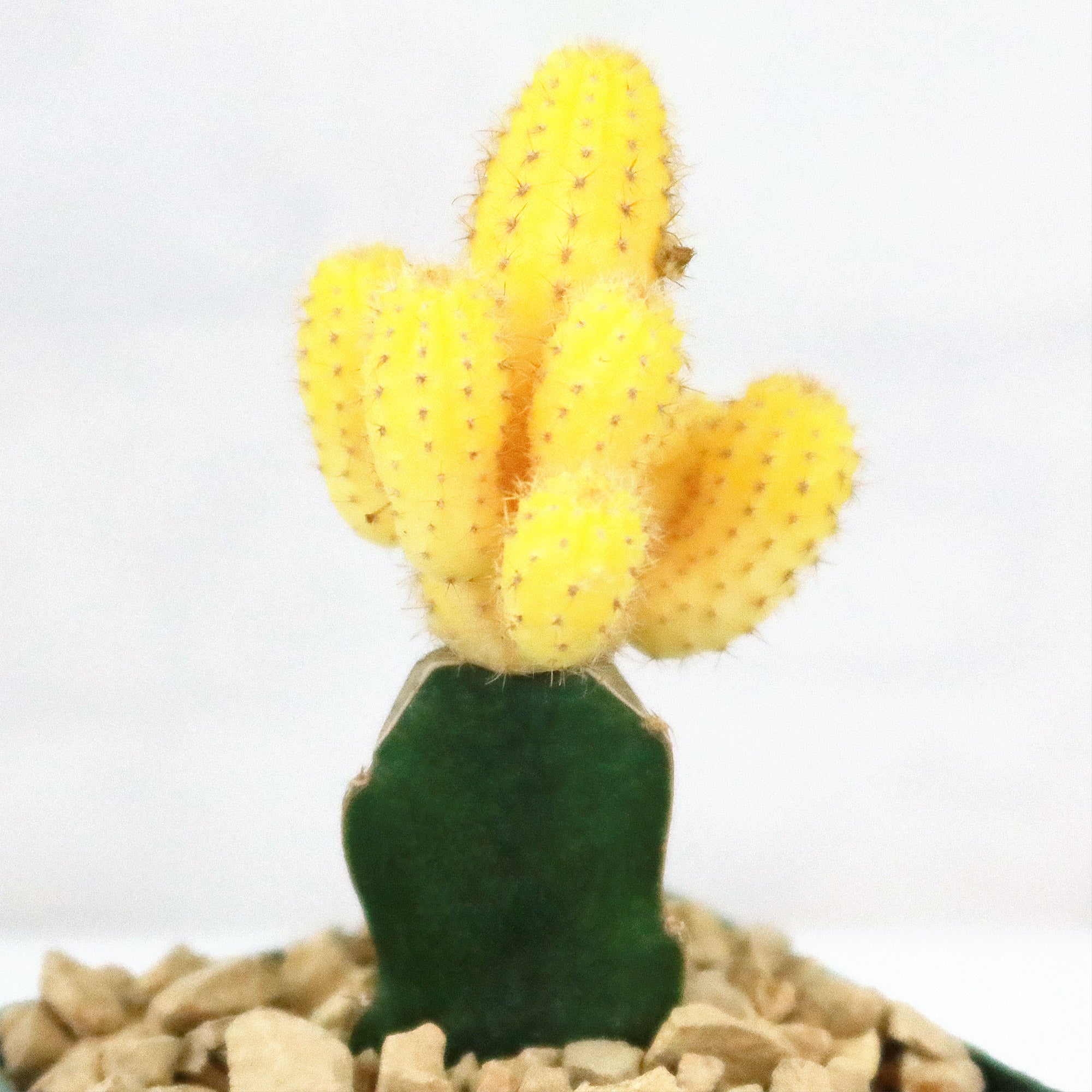yellow succulents Chamaecereus lutea grafted Large