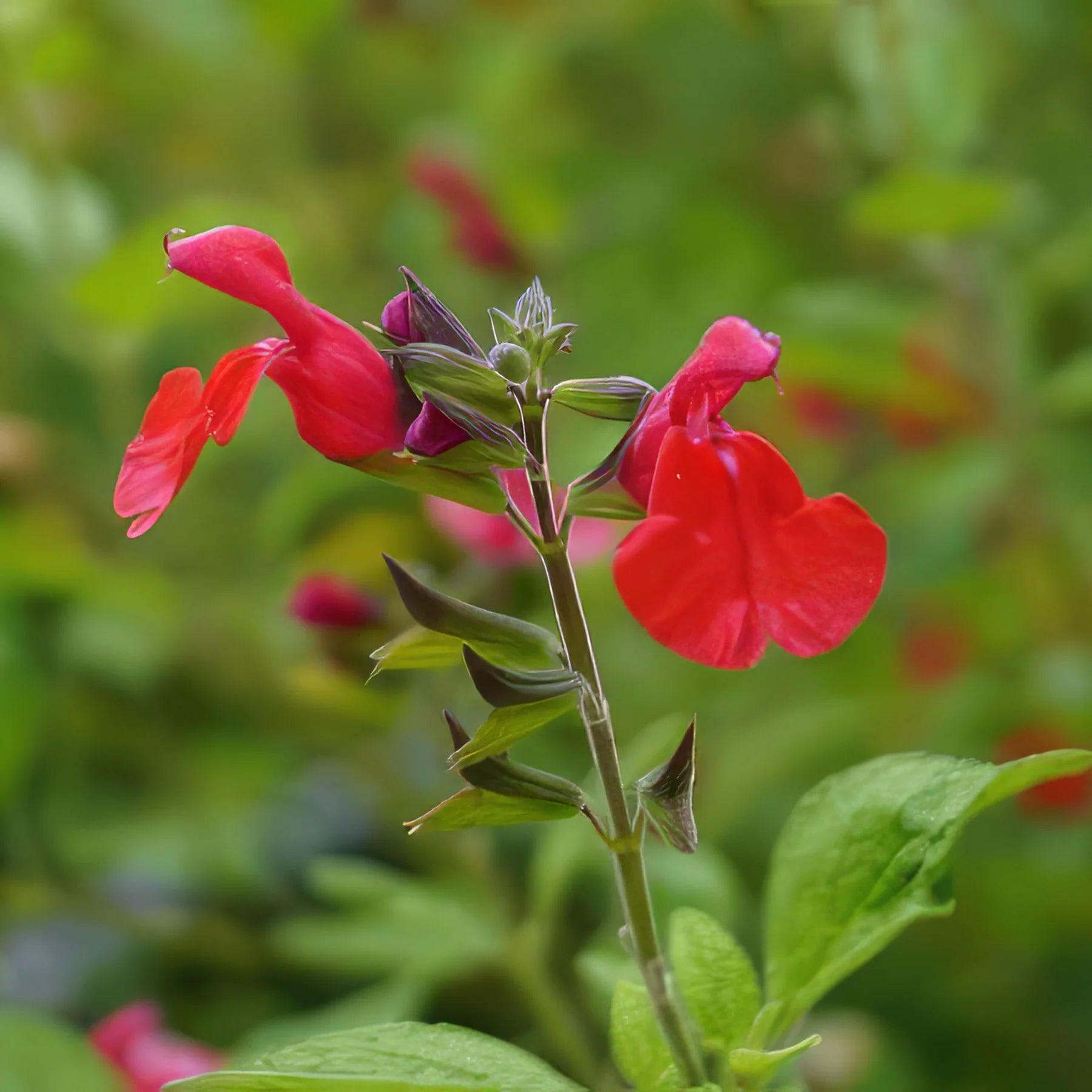 Shop ‘Salvia greggii Autumn Sage’ Care and Growing Guide Planet Desert