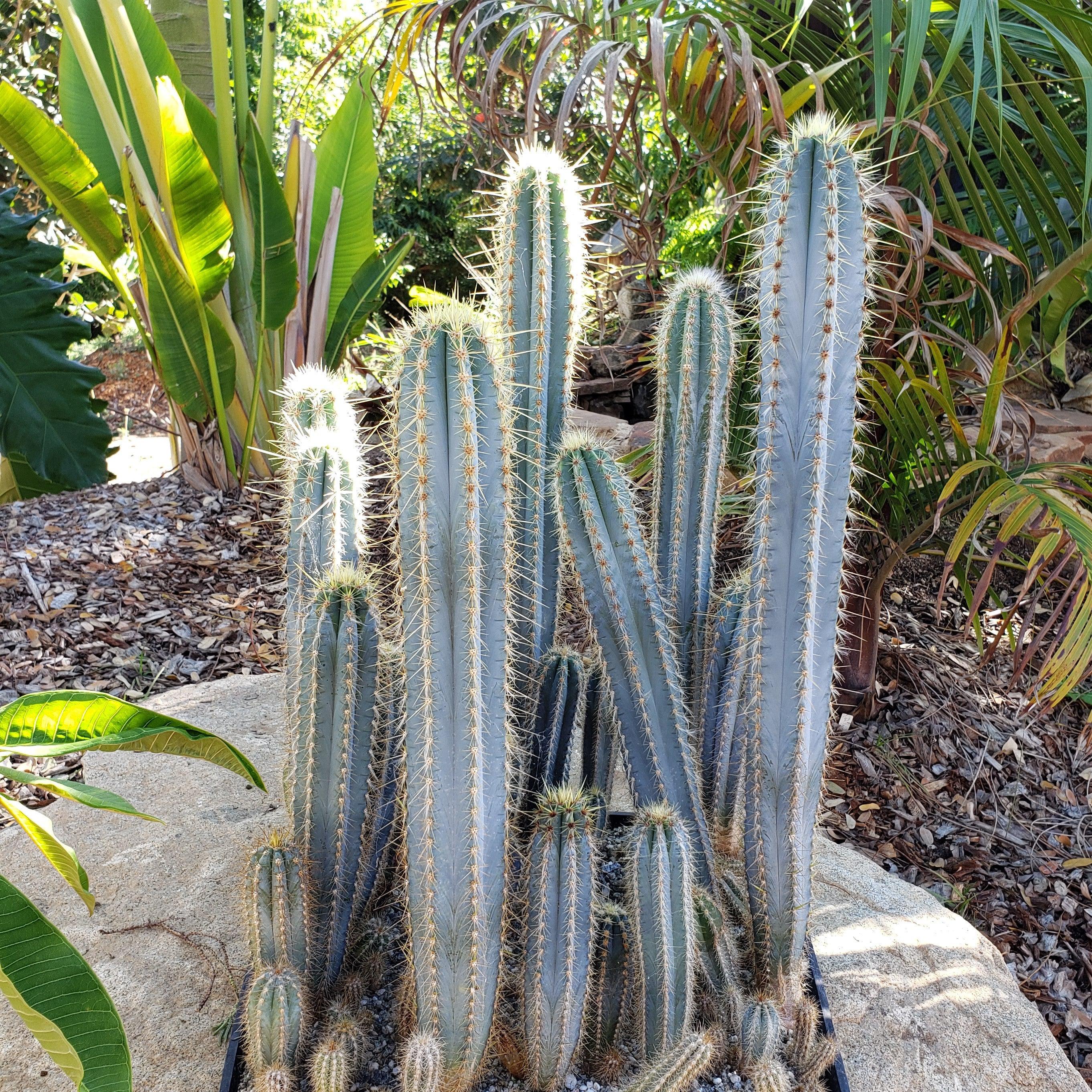 types of blue cactus Blue Torch Cactus 'Pilosocereus pachycladus' 4" Pot