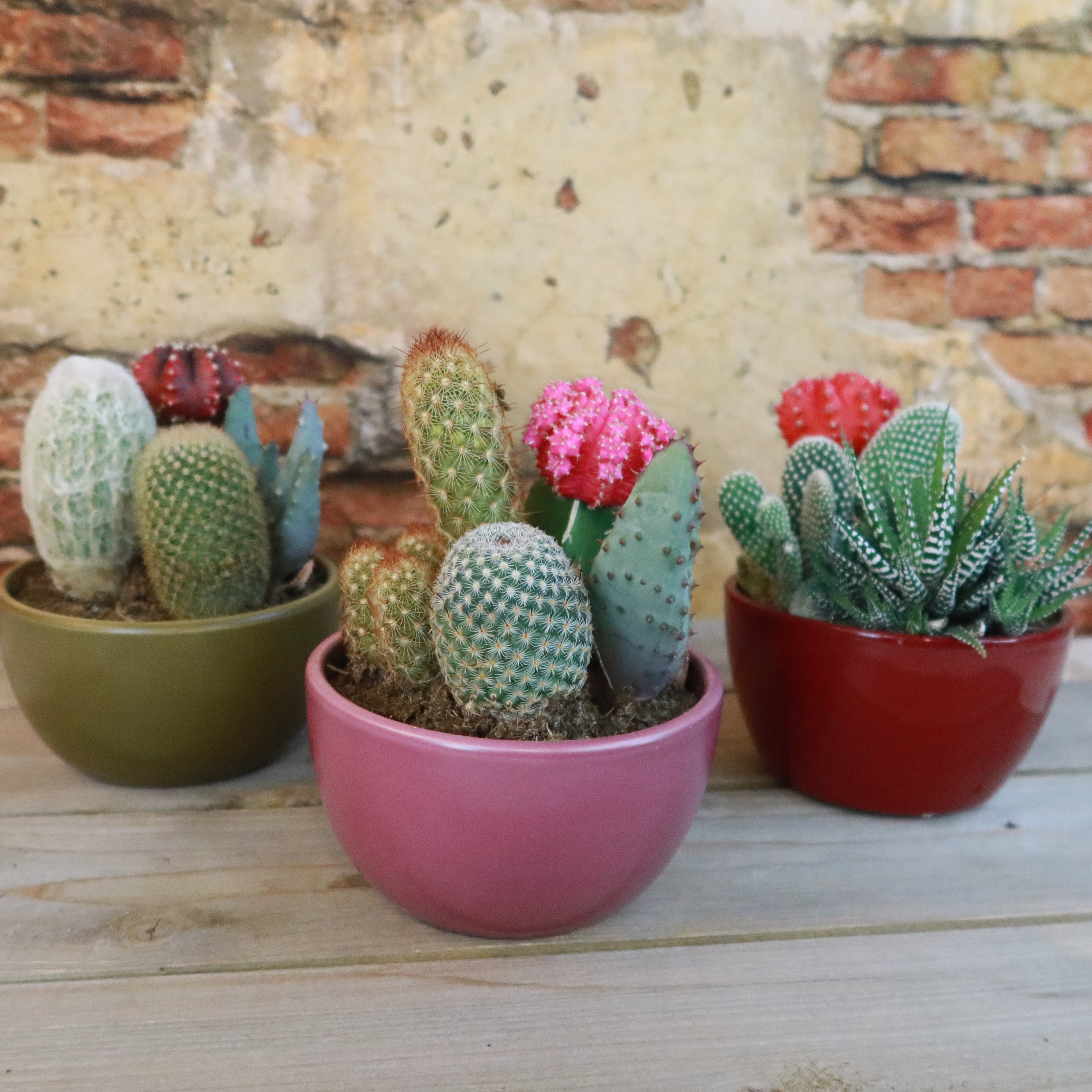 3 succulent planter Gift 3 Cacti & 1 Succulent Assorted Ceramic Bowl Planters 5.25"Pot / Dark Red