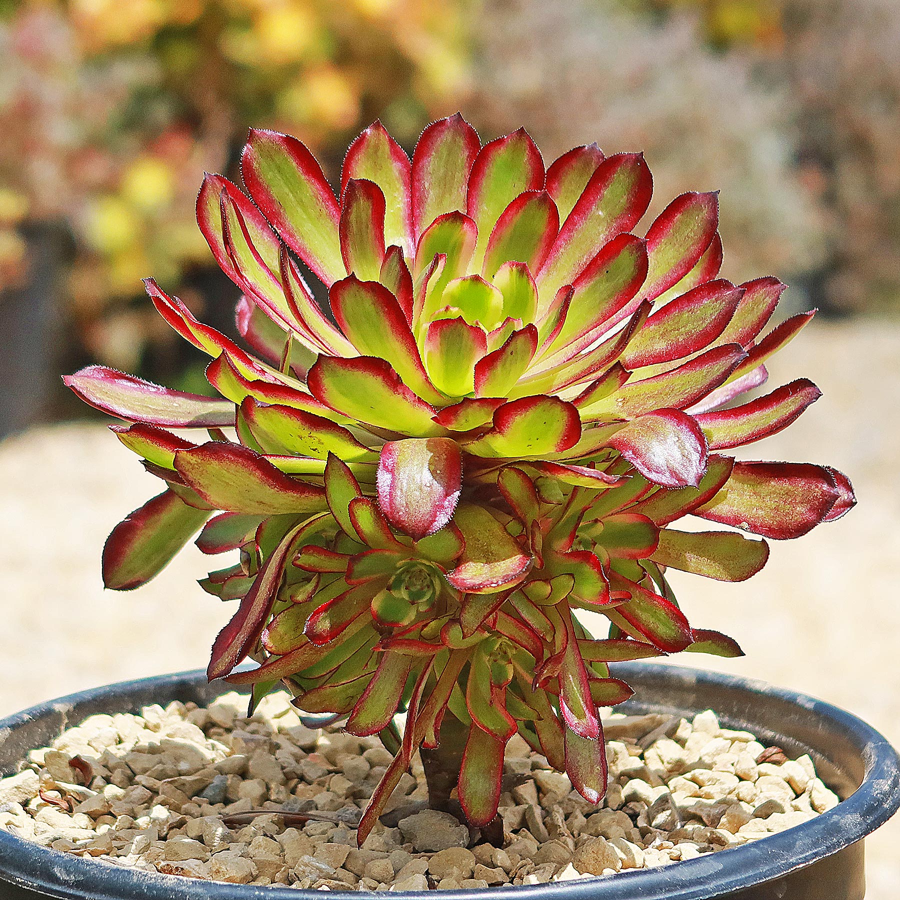 succulent with antenna Aeonium 'Mardi Gras' 6" Pot