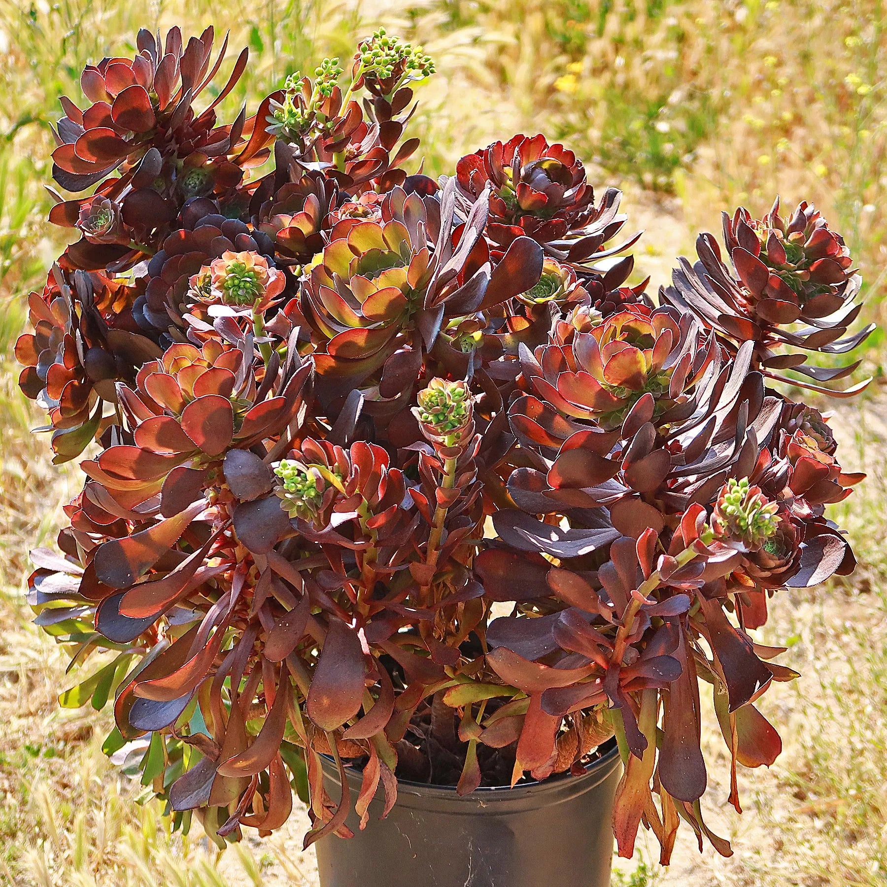 grassy succulents Purple Rose 'Aeonium arboreum Atropurpureum'
