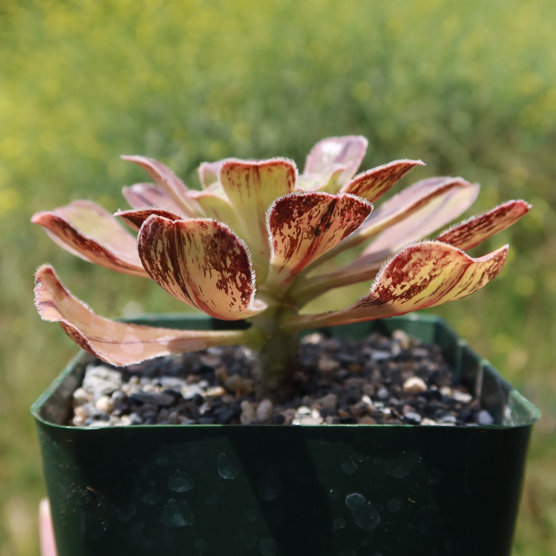 succulent with red stripes Aeonium arboreum 'rubrolineatum'
