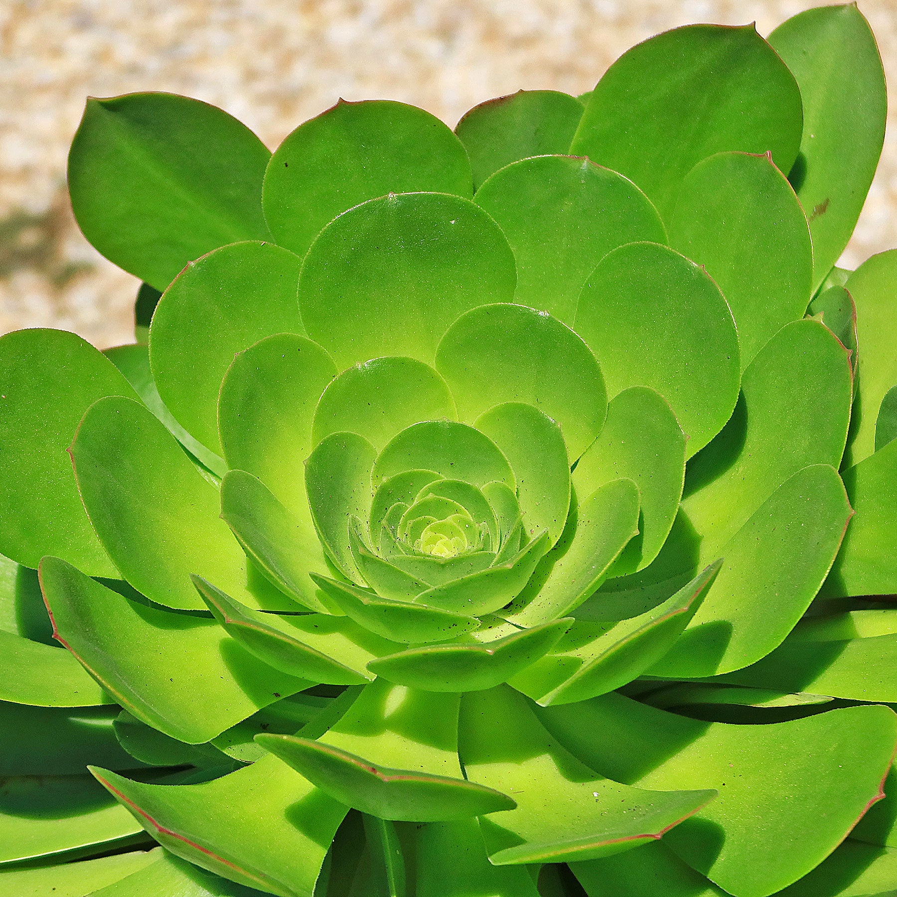 green velvet succulent Canary Aeonium