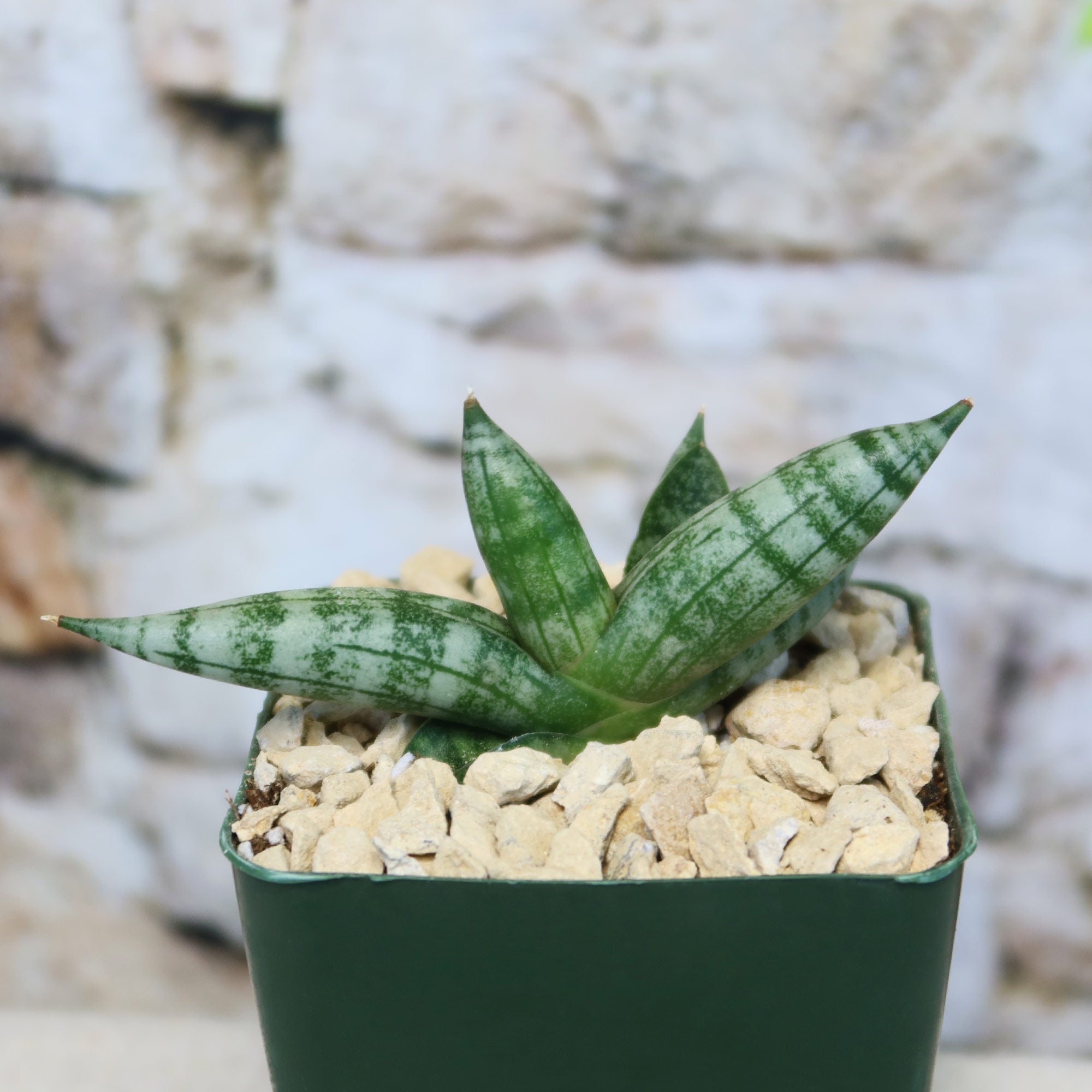 succulent flower spike African Spear Plant 'Sansevieria cylindrica'