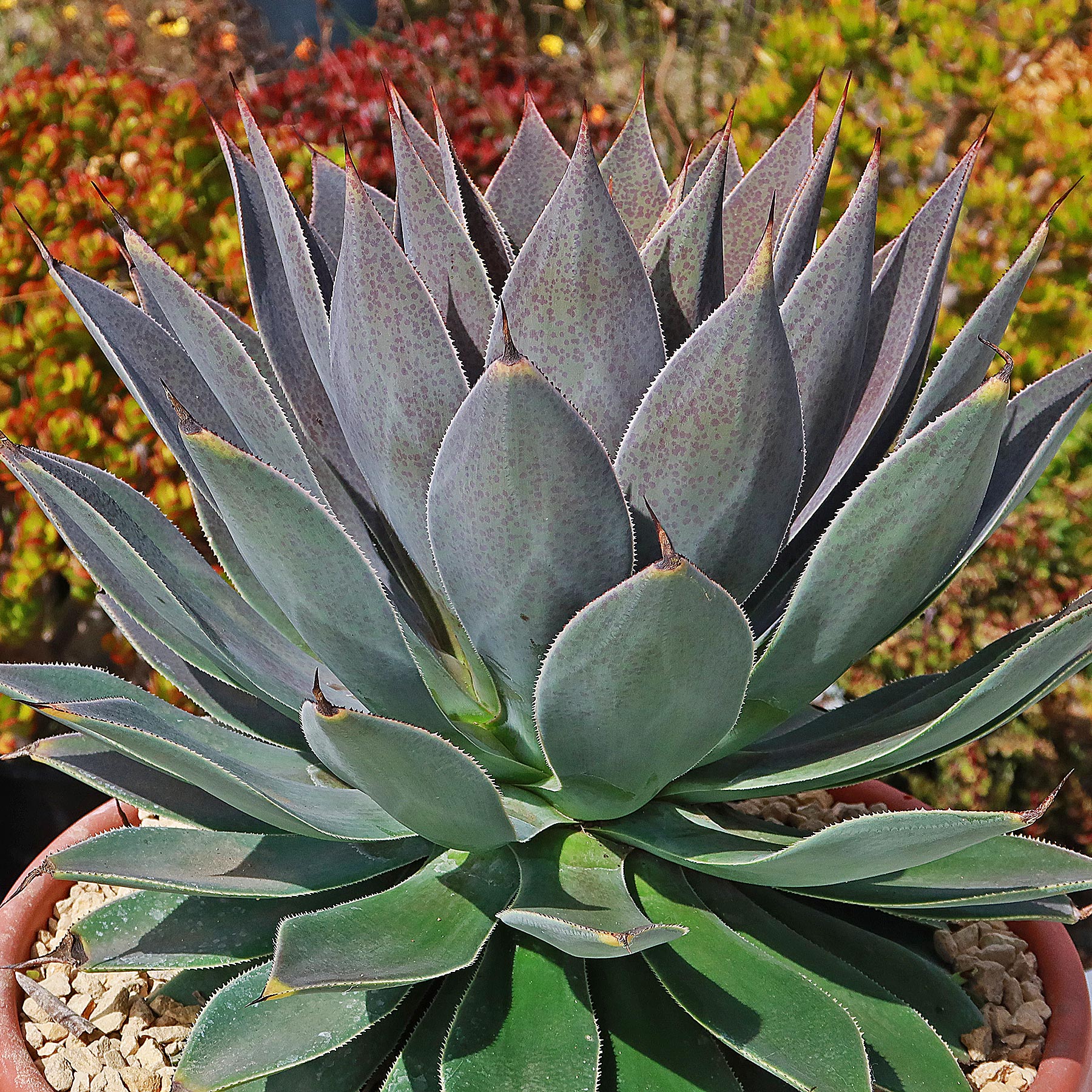 mangave lavender lady plant Mangave Lavender Lady