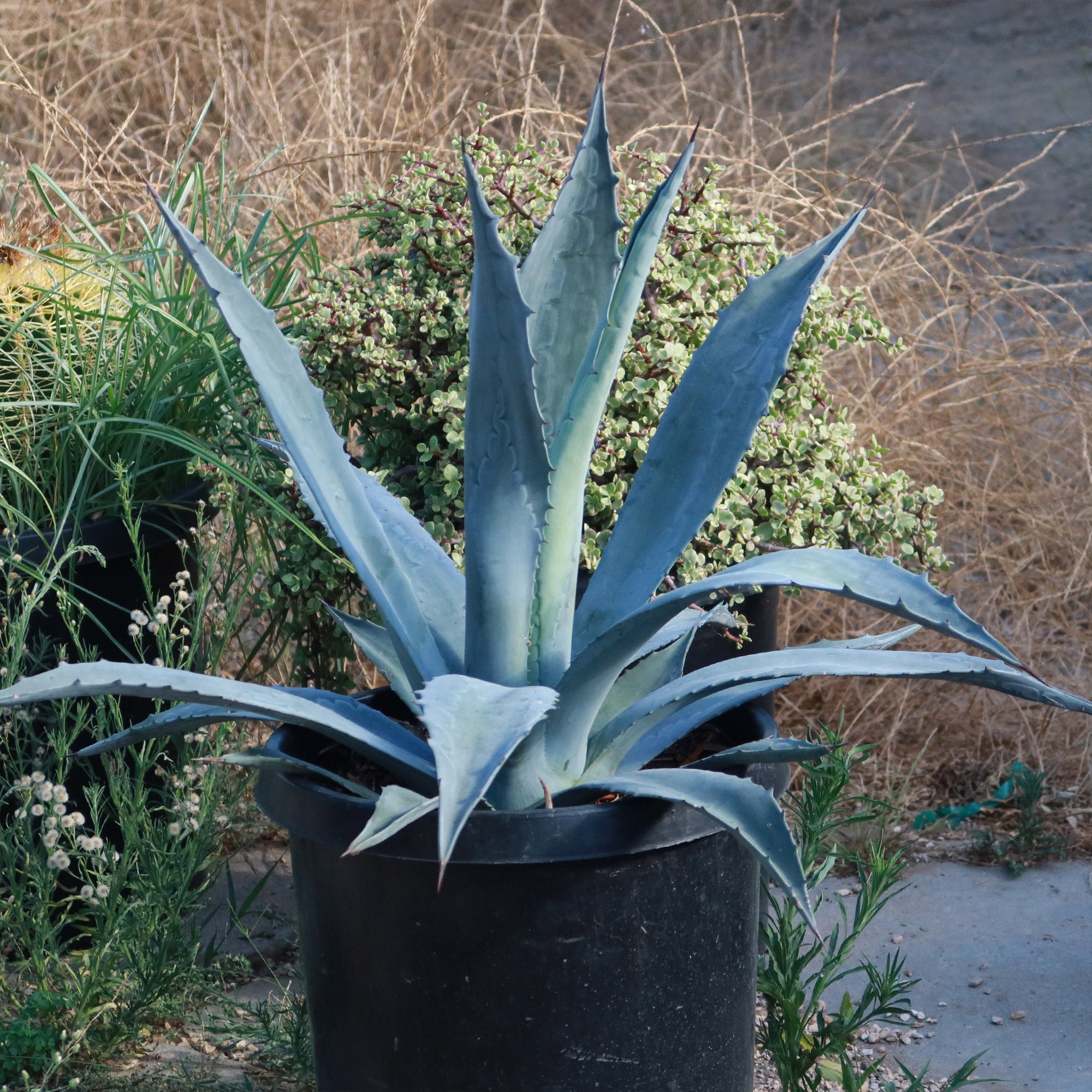 potted agave plant care Century Plant