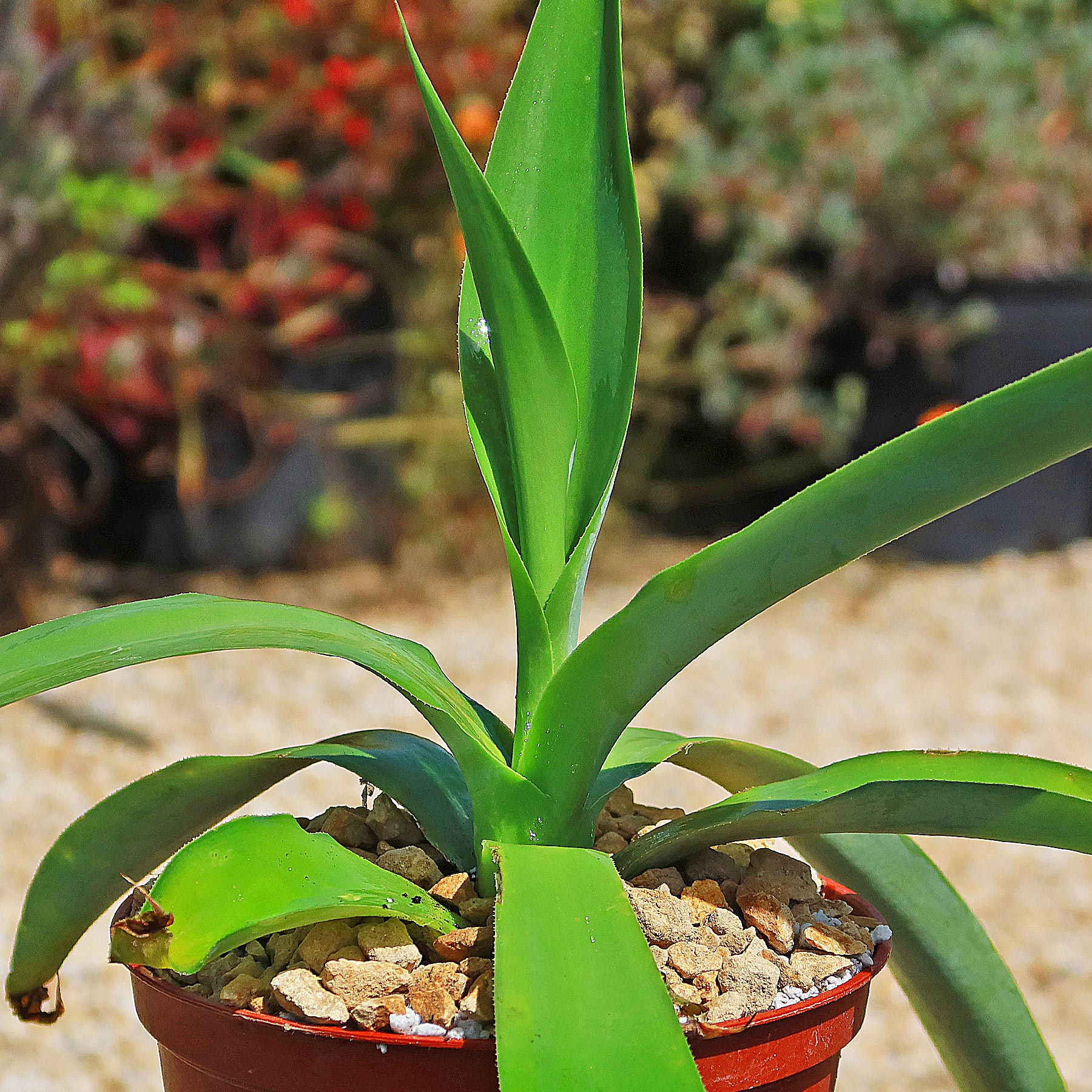 agave potting soil mix Octopus Agave – Agave vilmoriniana 6" pot