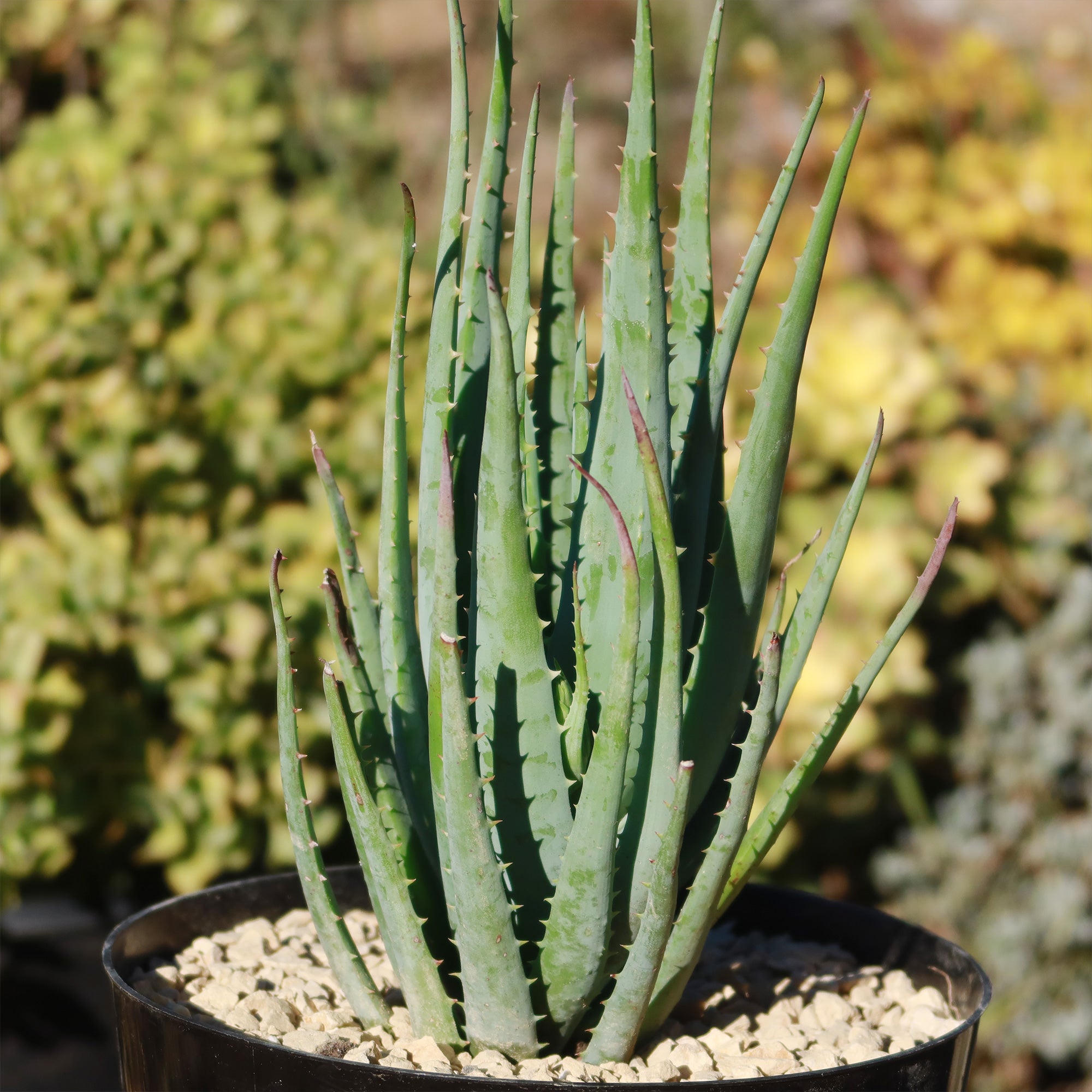 blue aloe vera plant Aloe Blue elf 1 Gal