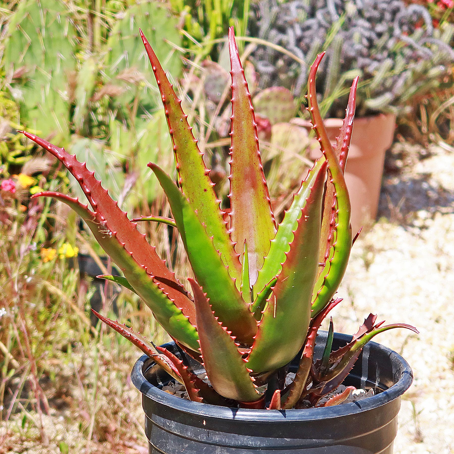 aloe vera plant red Aloe bussei