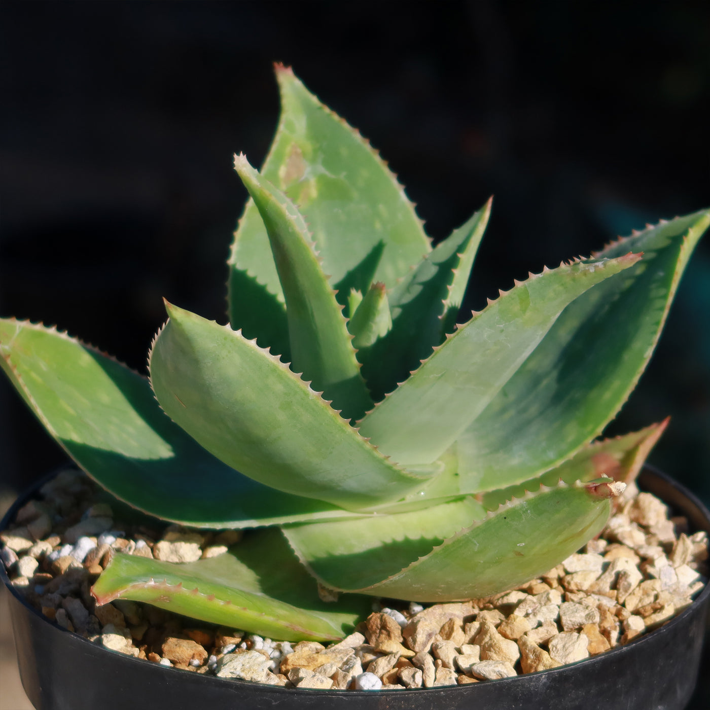 Aloe Ghost - Aloe striata hybrid 'Ghost Aloe'