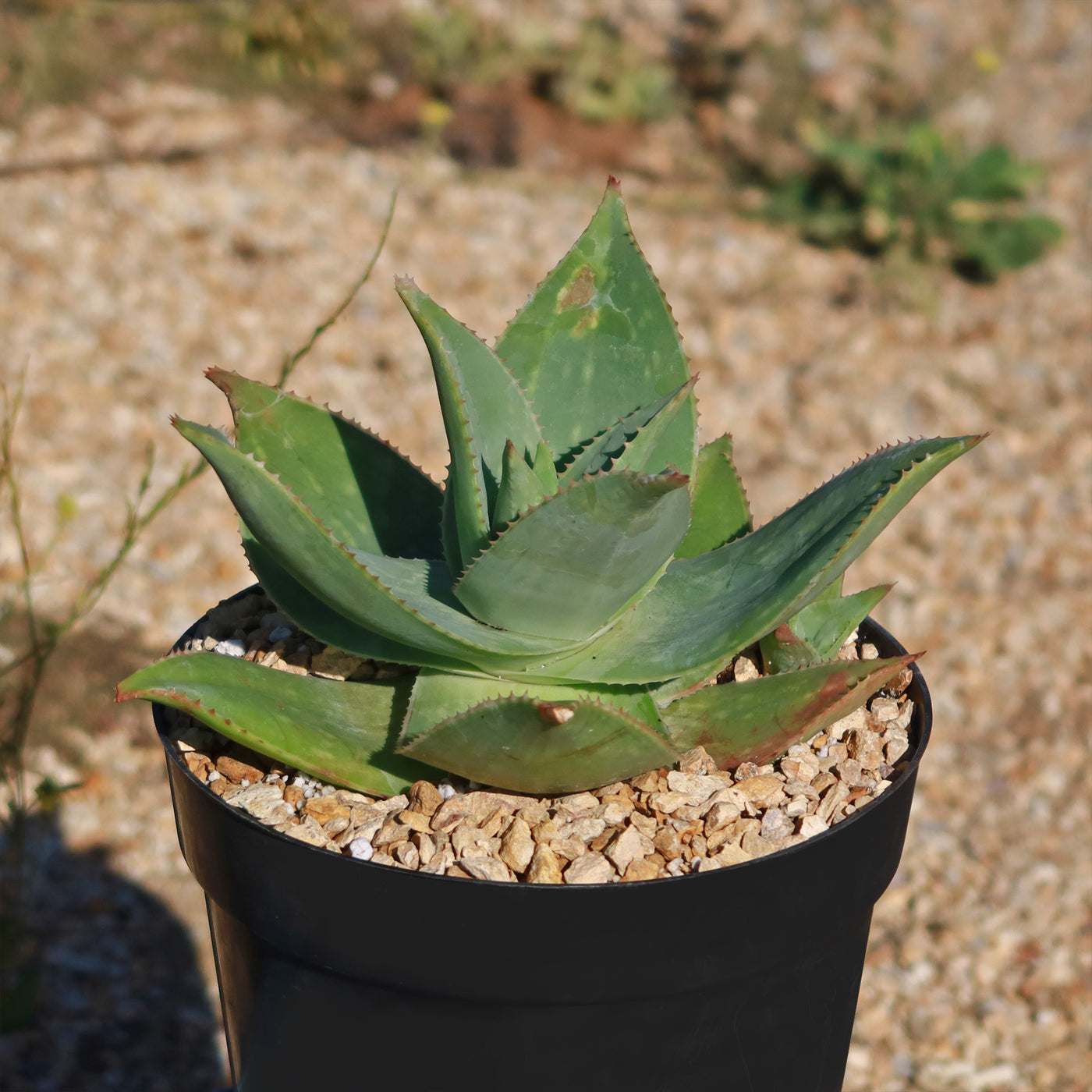 Aloe Ghost - Aloe striata hybrid 'Ghost Aloe'
