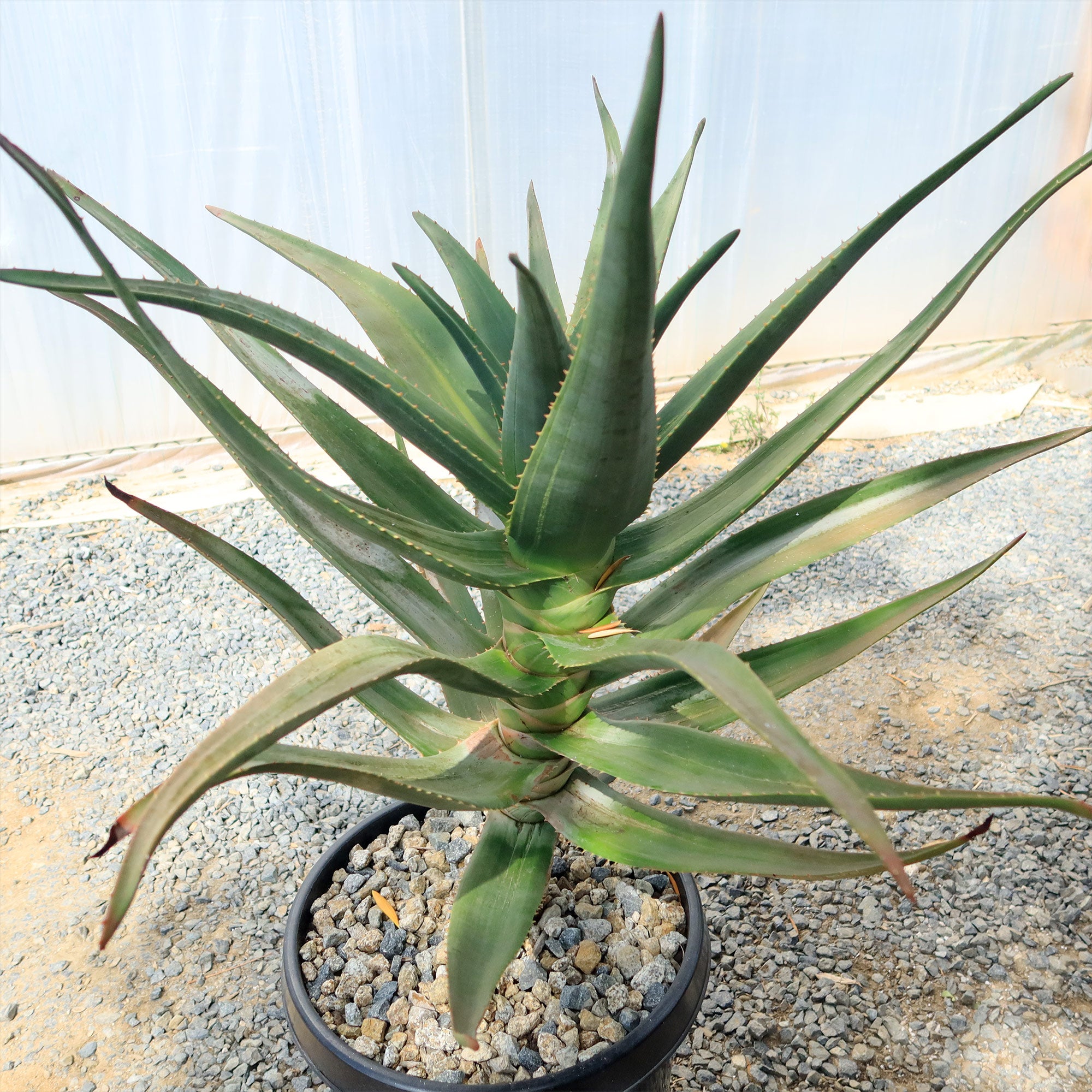 5 gallon aloe vera plant Aloe Hercules 15 Gal