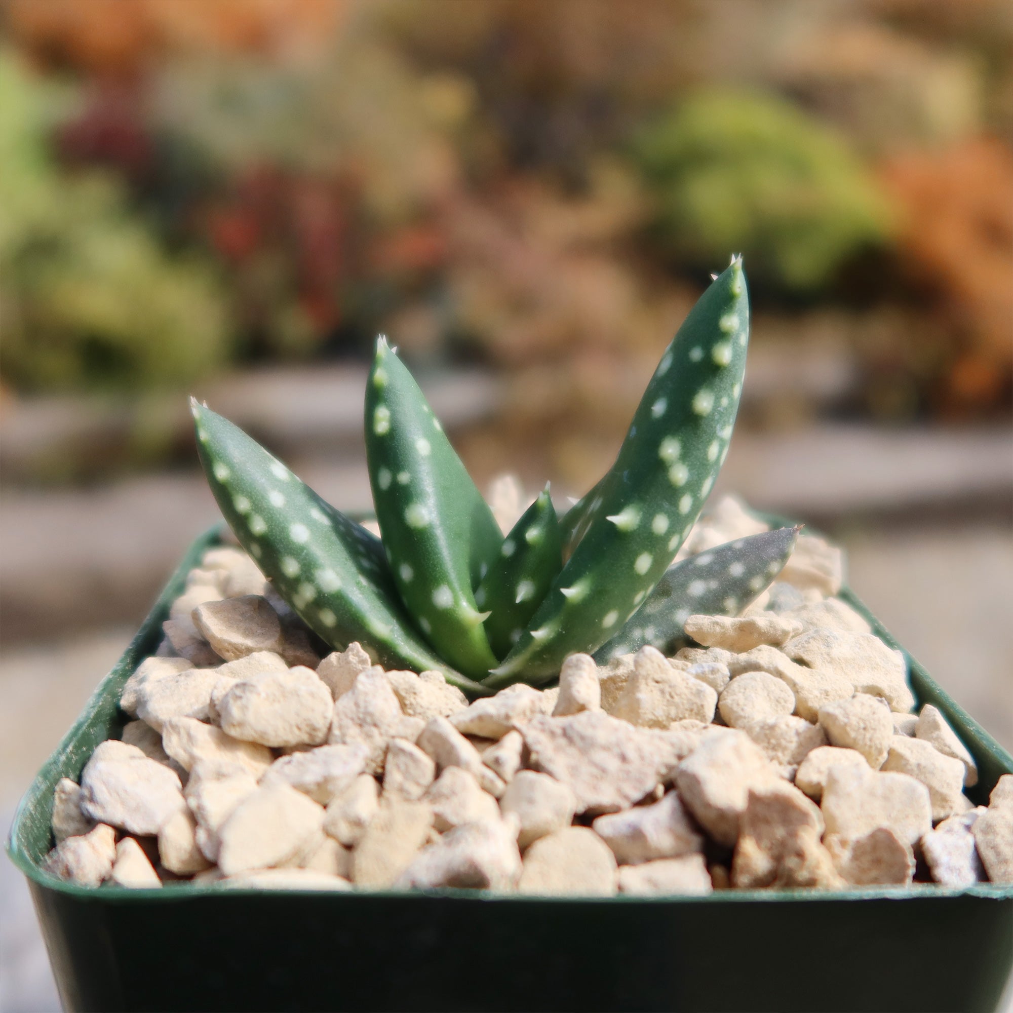 jurassic succulent Aloe paradisicum 'Jurassic Dino'