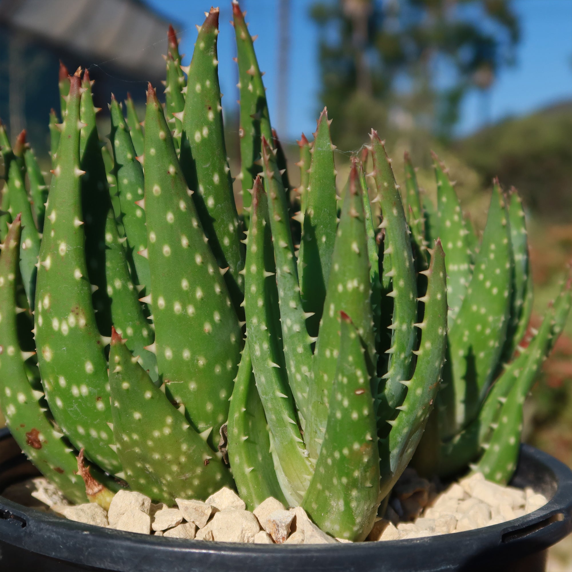 black dots on aloe vera plant Aloe crosbys prolific – Planet Desert