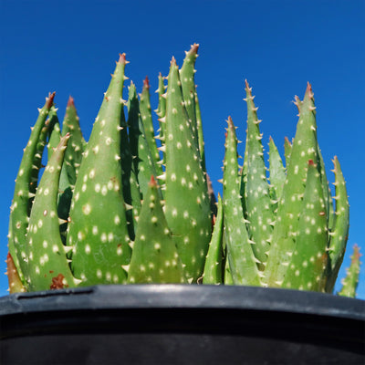 Aloe crosbys prolific